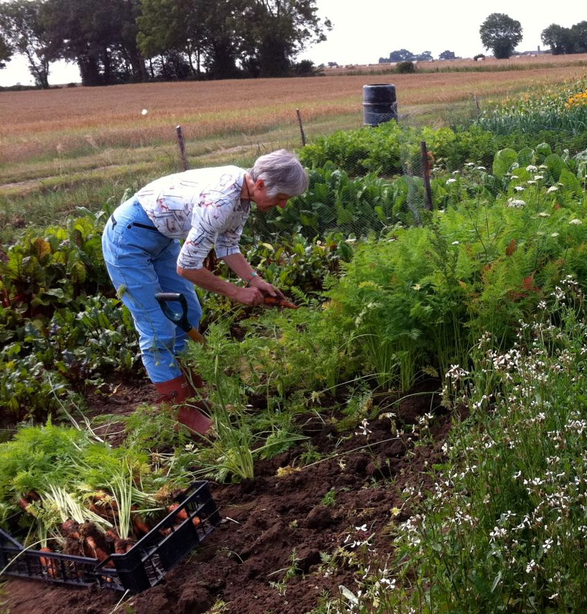 Harvesting carrots