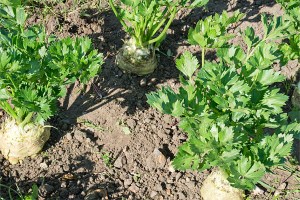 Calabrese growing at DCF