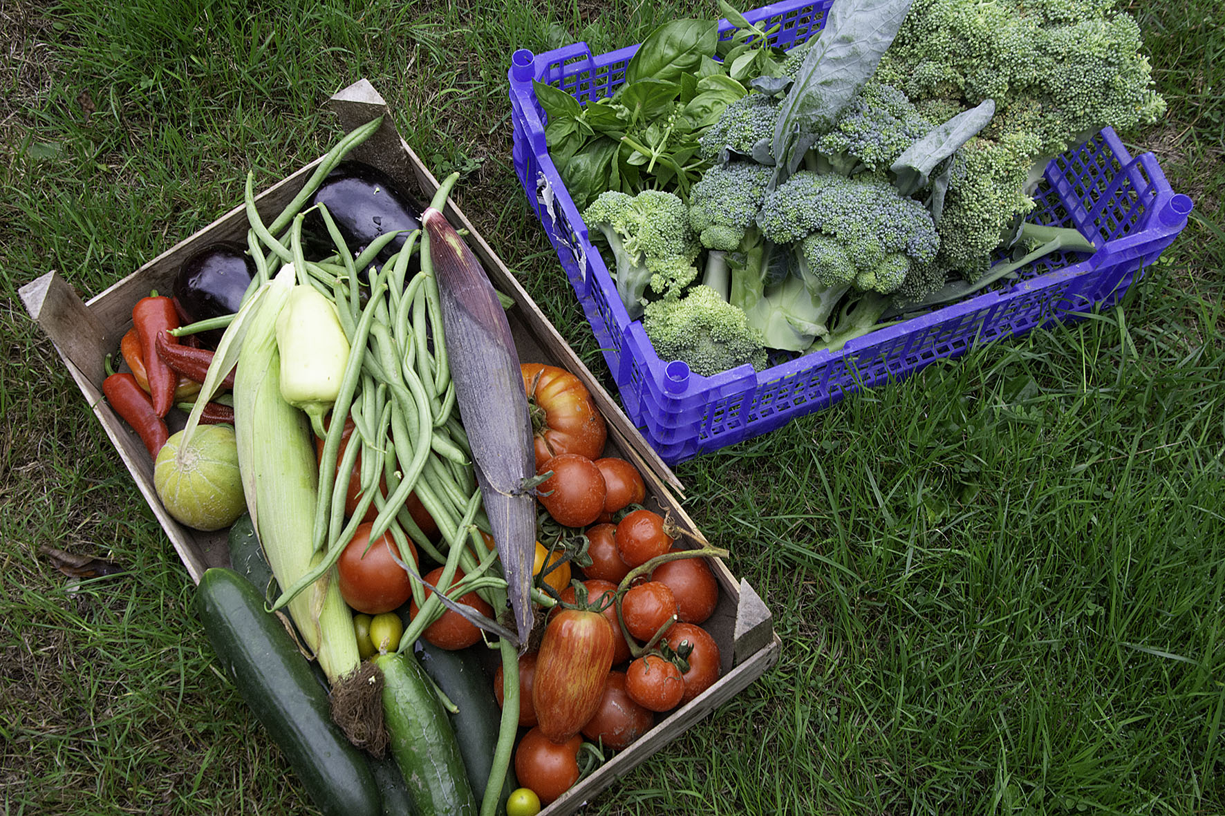 Yield of 16th August, plus raspberries.