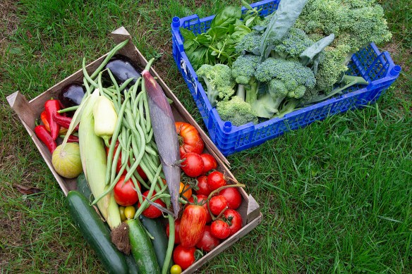 Yield of 16th August, plus raspberries.